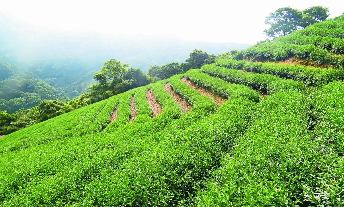 新北．石碇 淡蘭古道飄茶香 百年山城話石碇
