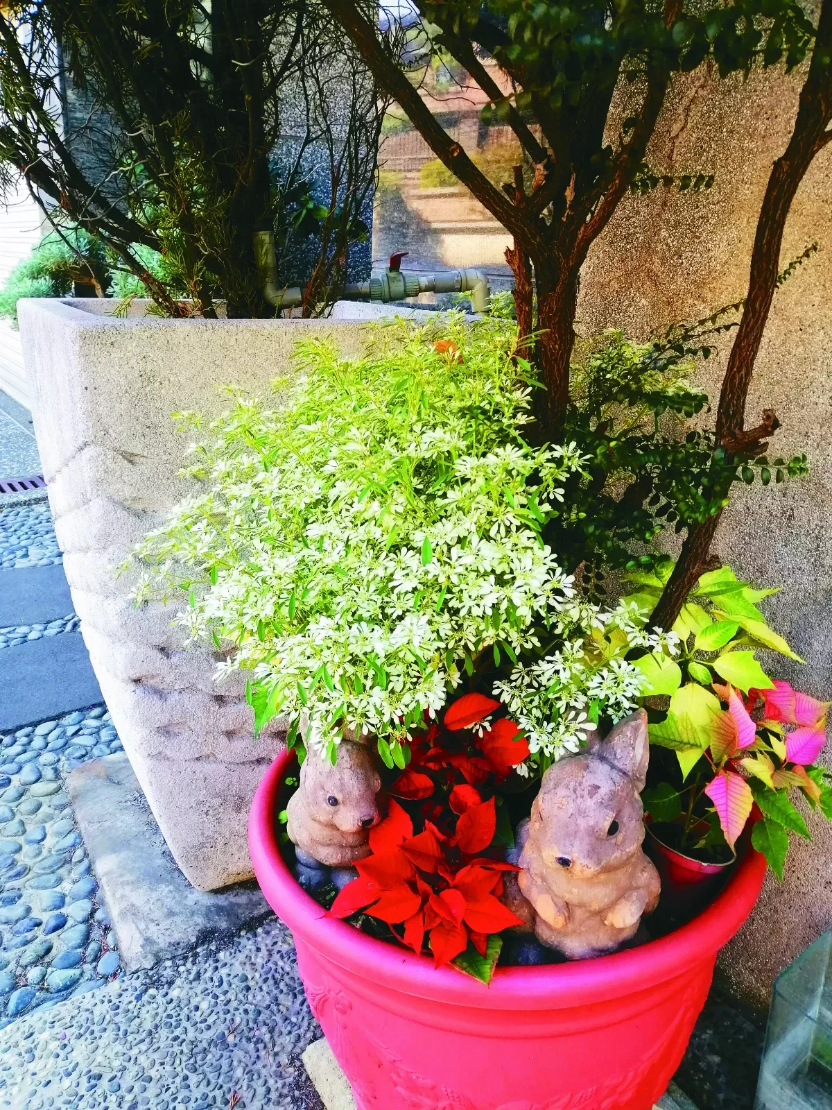 【生活快門】 喜兔迎春