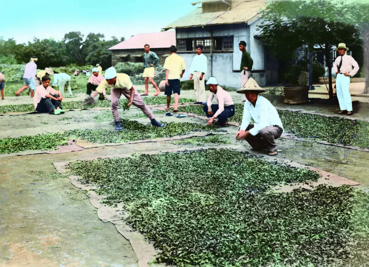 【時光走廊】福星台灣：台灣物產生態大觀 ( 16-6）日本殖民：茶葉