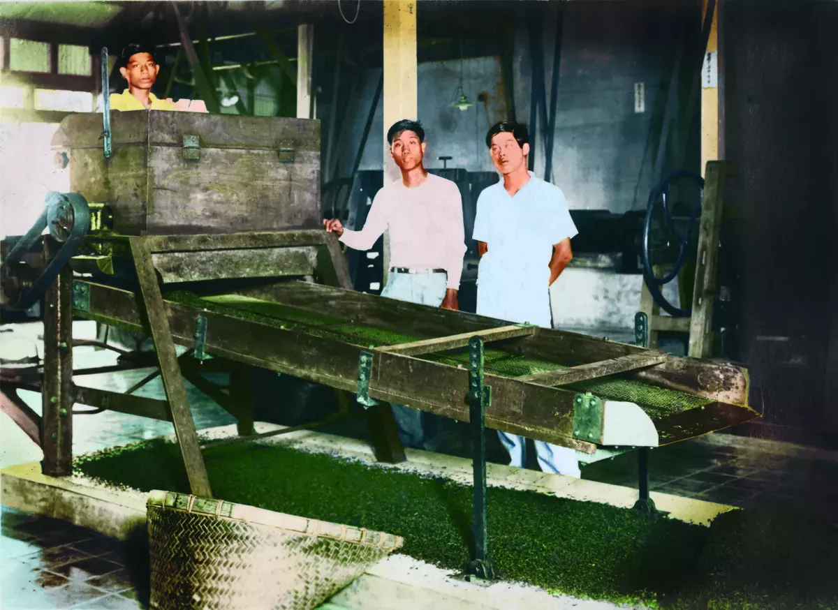 【時光走廊】福星台灣：台灣物產生態大觀 ( 16-6）日本殖民：茶葉