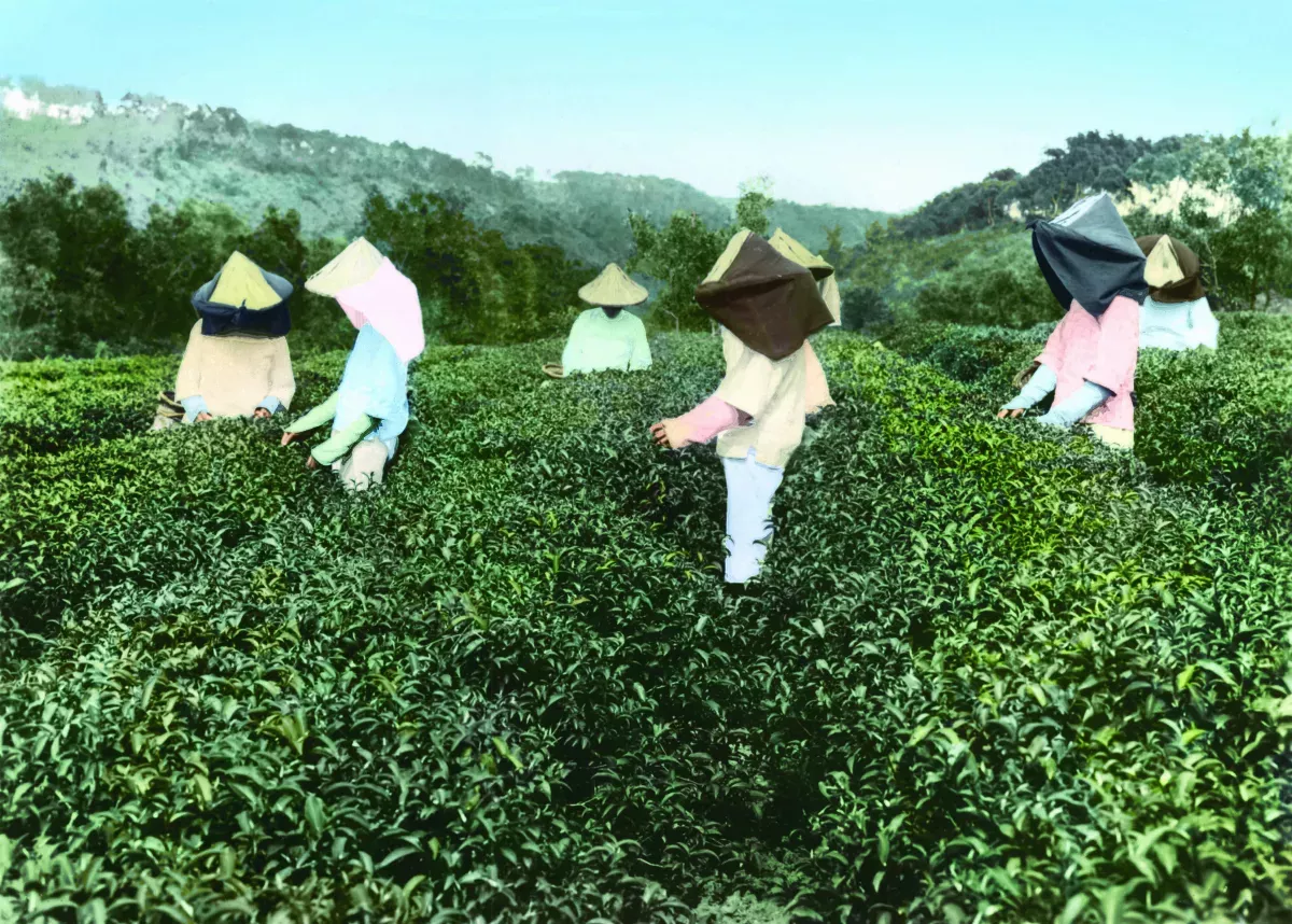 【時光走廊】福星台灣：台灣物產生態大觀 ( 16-6）日本殖民：茶葉