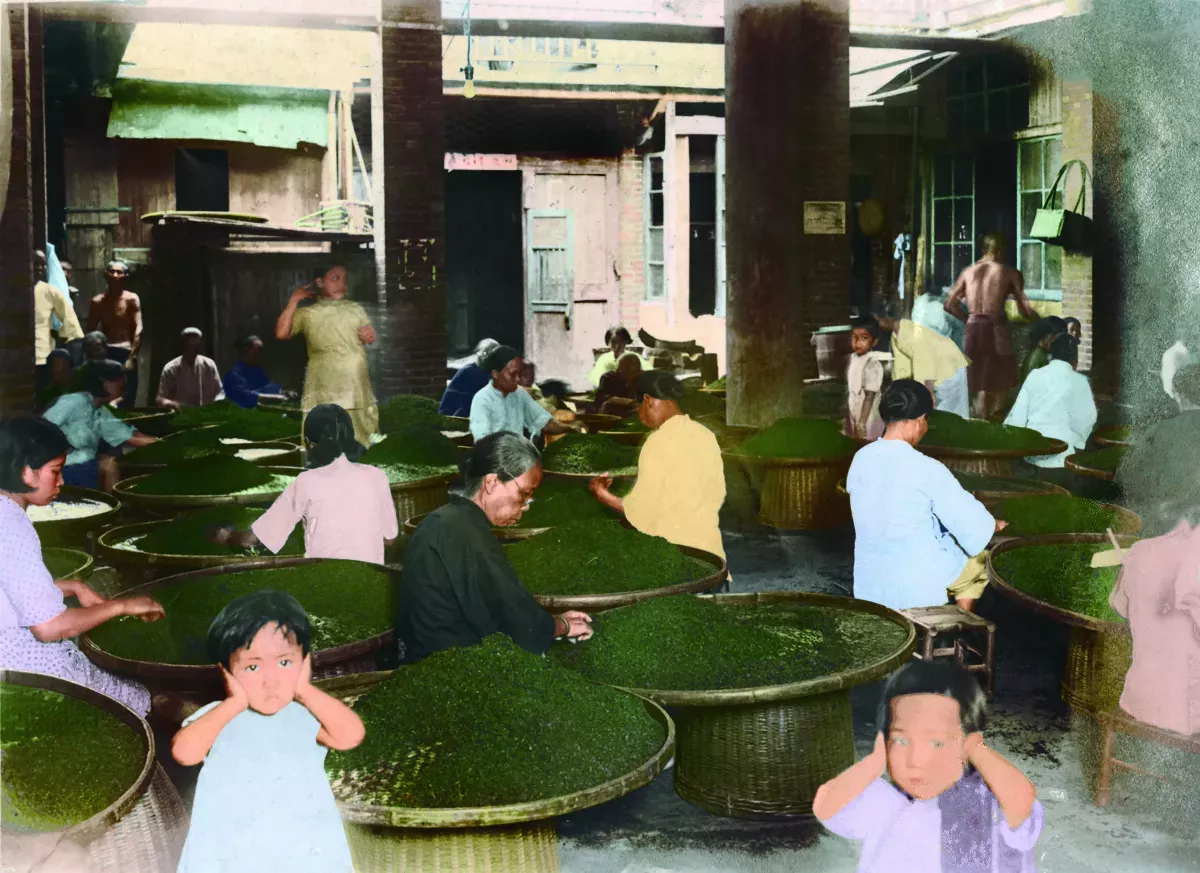 【時光走廊】福星台灣：台灣物產生態大觀 ( 16-6）日本殖民：茶葉