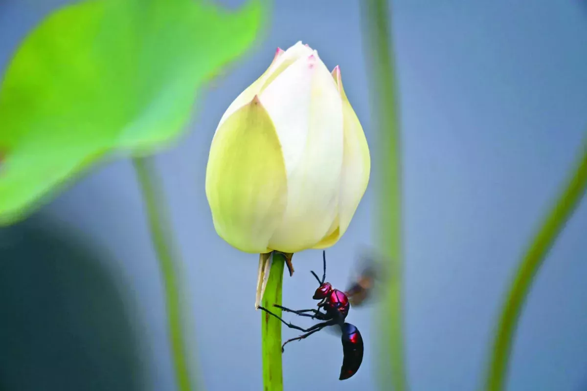 【遇見荷】害羞