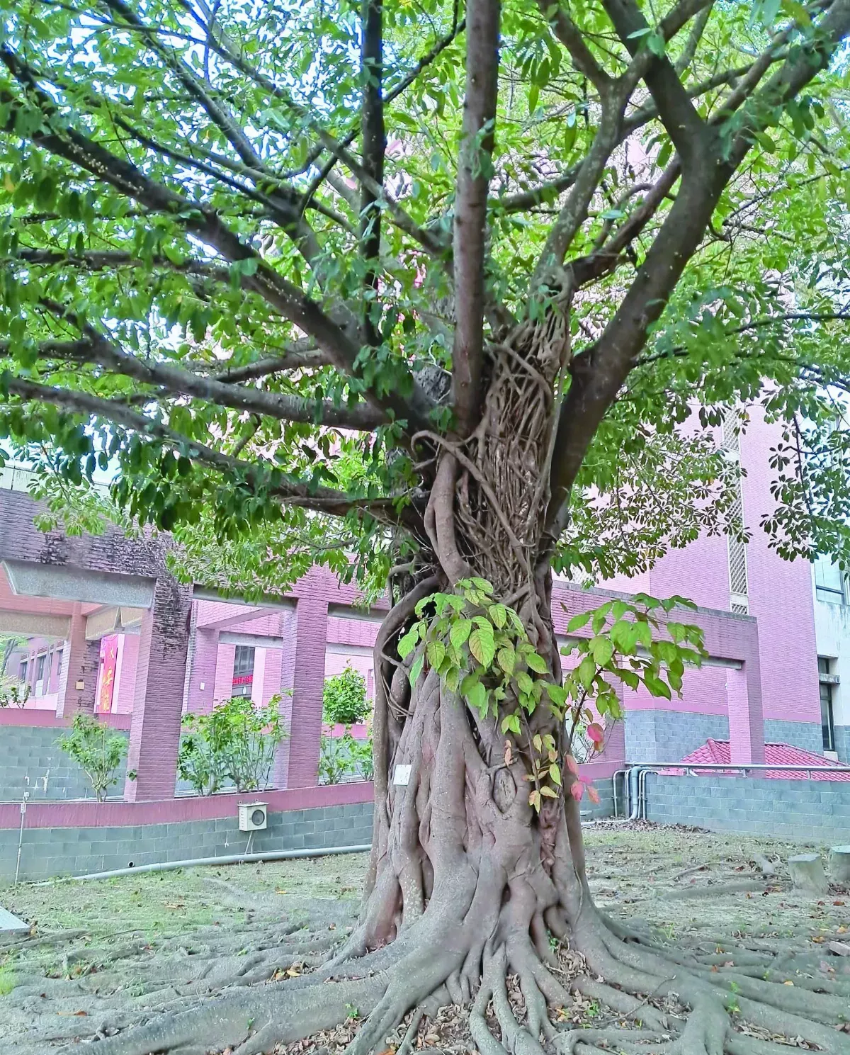 厲害的榕 