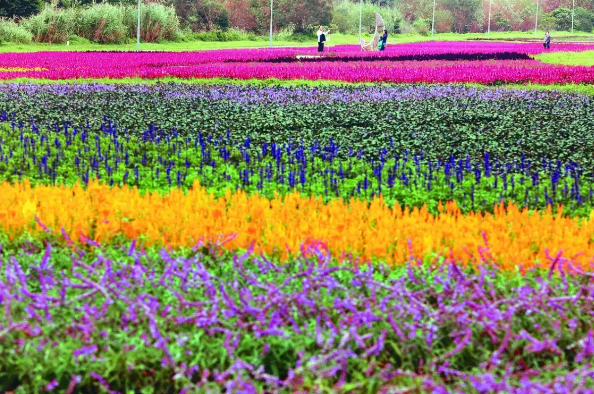 台北河濱 花海繽紛