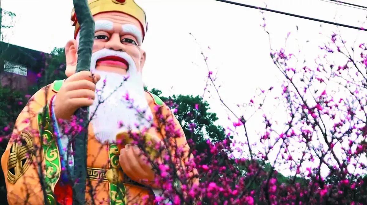 賞櫻祈福 烘爐地櫻花綻放