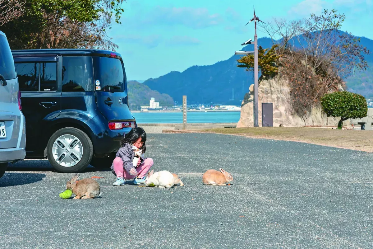 大久野島 野兔因疫情折損過半