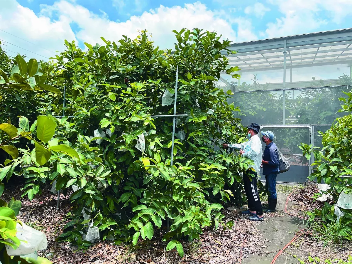 【夢想田園】遊戲果子玩家