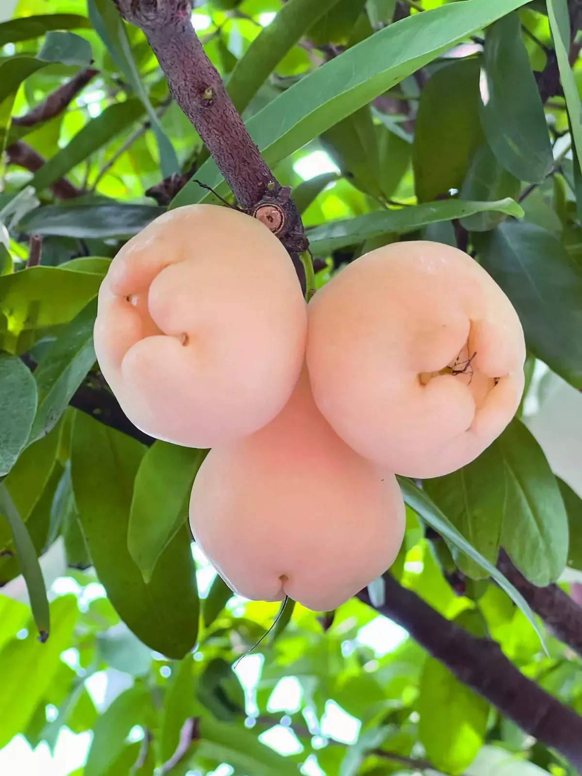 【夢想田園】遊戲果子玩家