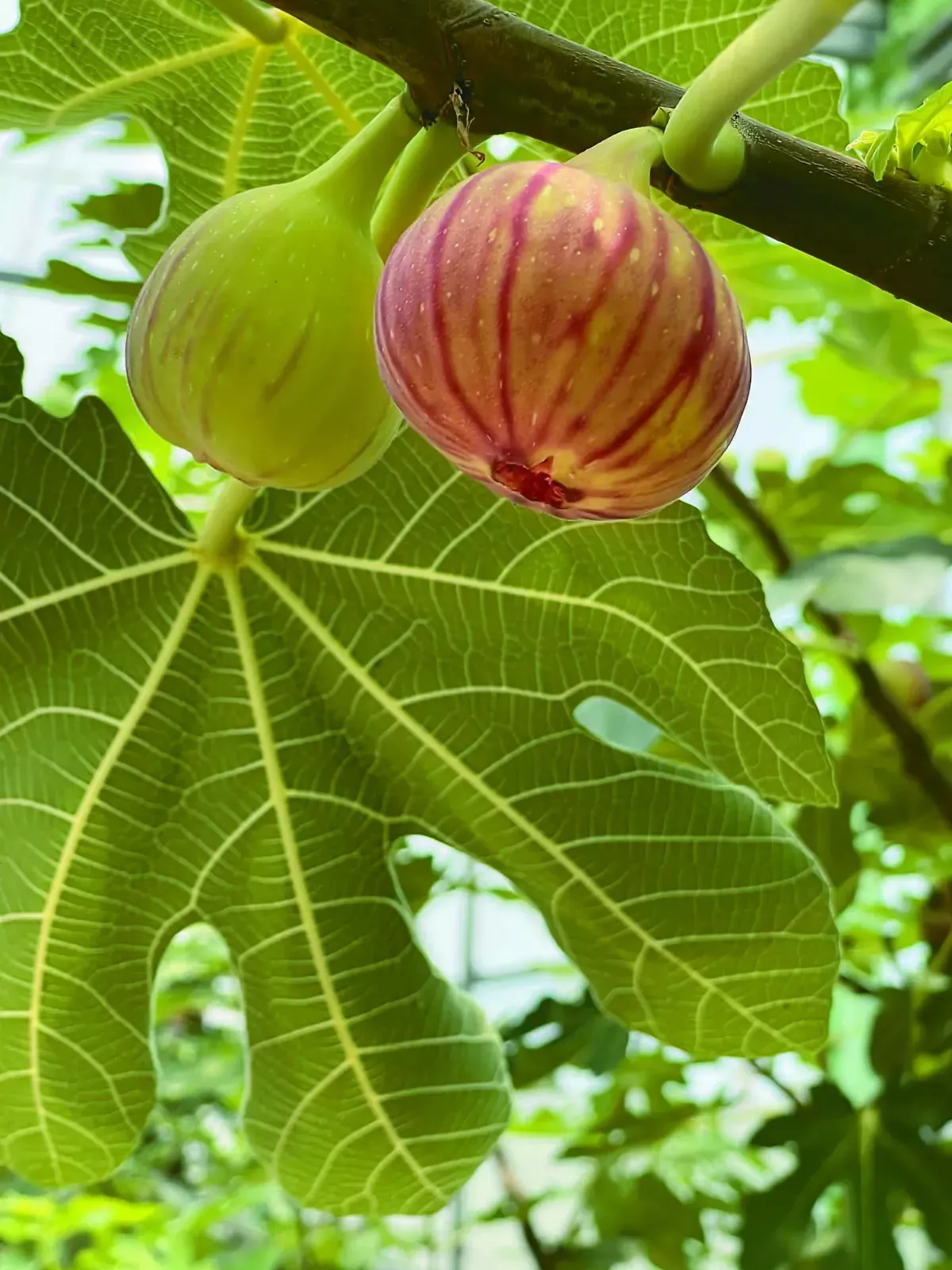 【夢想田園】遊戲果子玩家