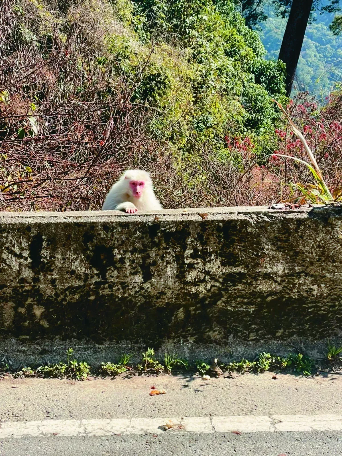 梨山遇白猴 罕見像中樂透