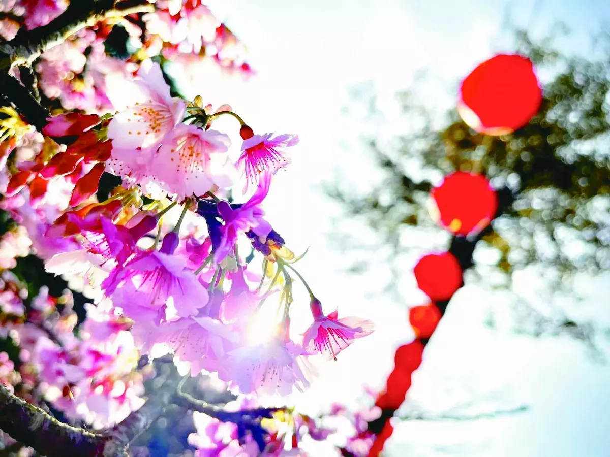 安國寺櫻花呈祥 舊照回顧弘法路