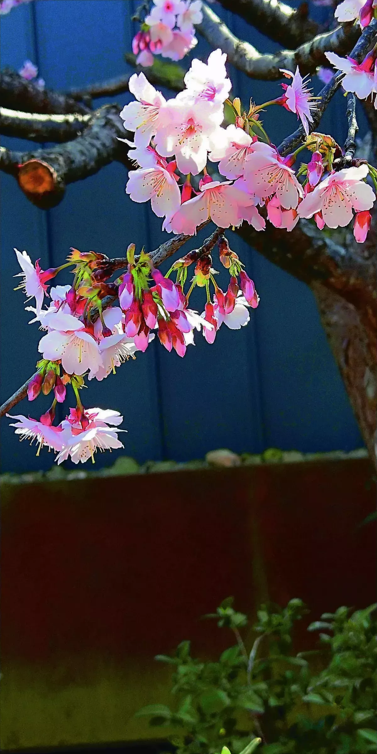 【青春藝林】 櫻花綻放