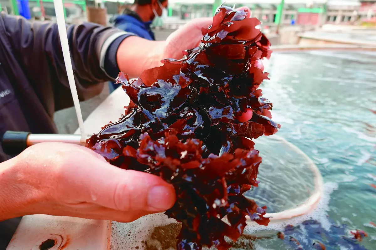 海木耳不但可吃  還可抗暖化