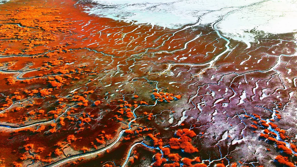 河口溼地瞰冰脈