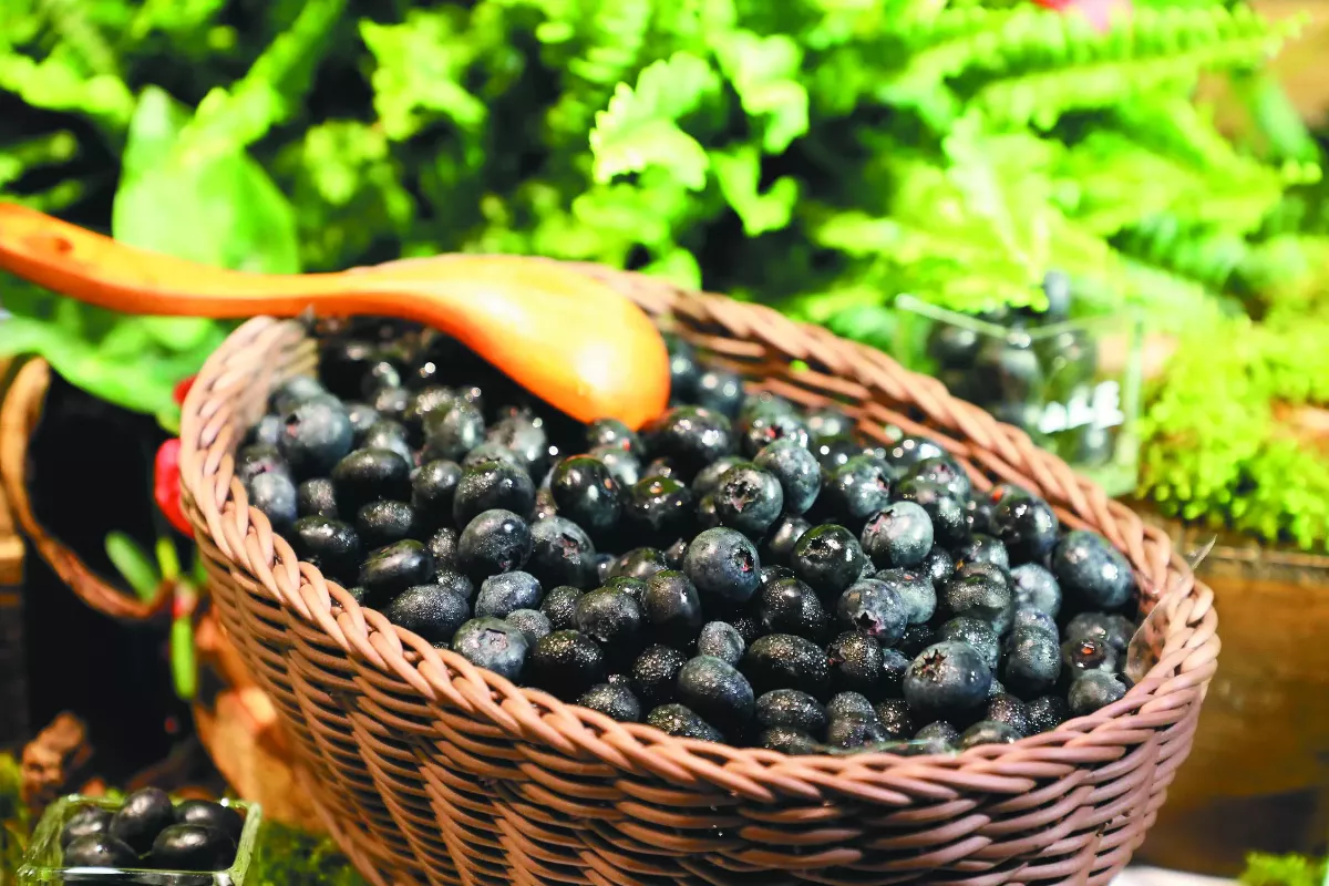 自產水果新奇蹟 阿里山種出藍莓