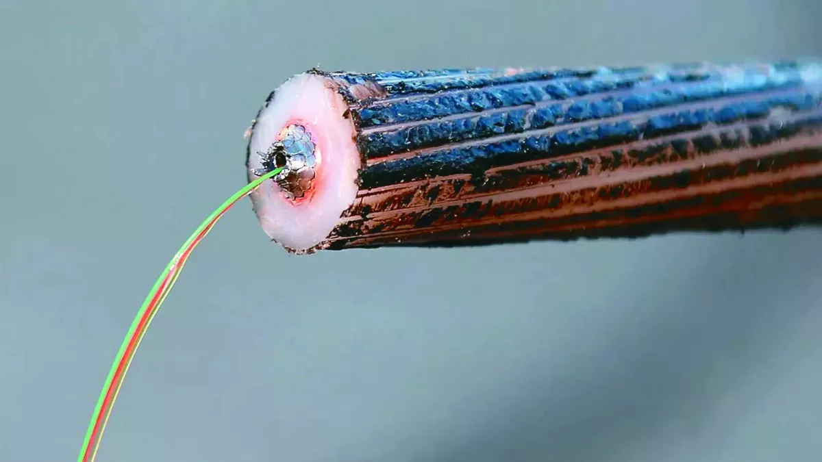 數百萬公里長電線 高溫與電磁場破壞棲息地  全球海底電纜 威脅海洋生物系統