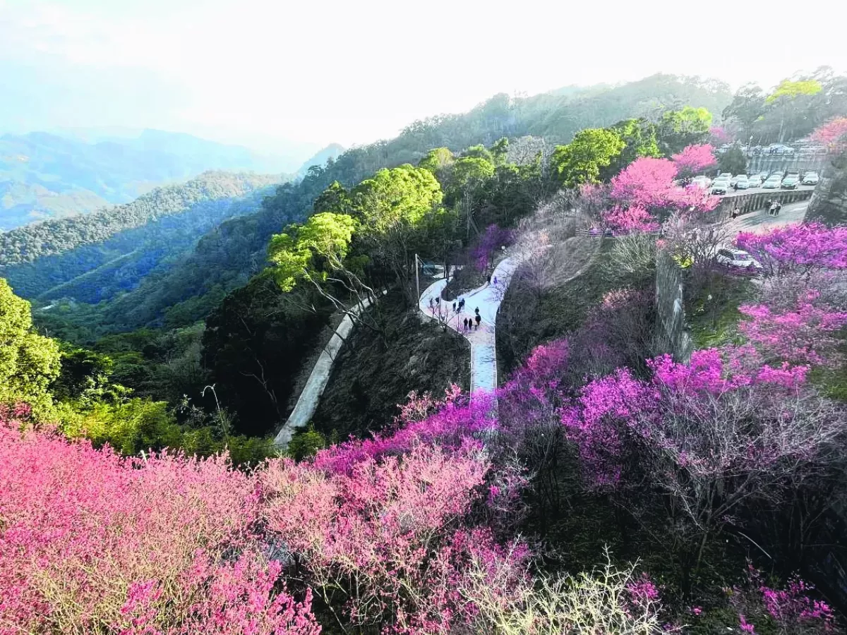 苗栗協雲宮 粉紅大爆發