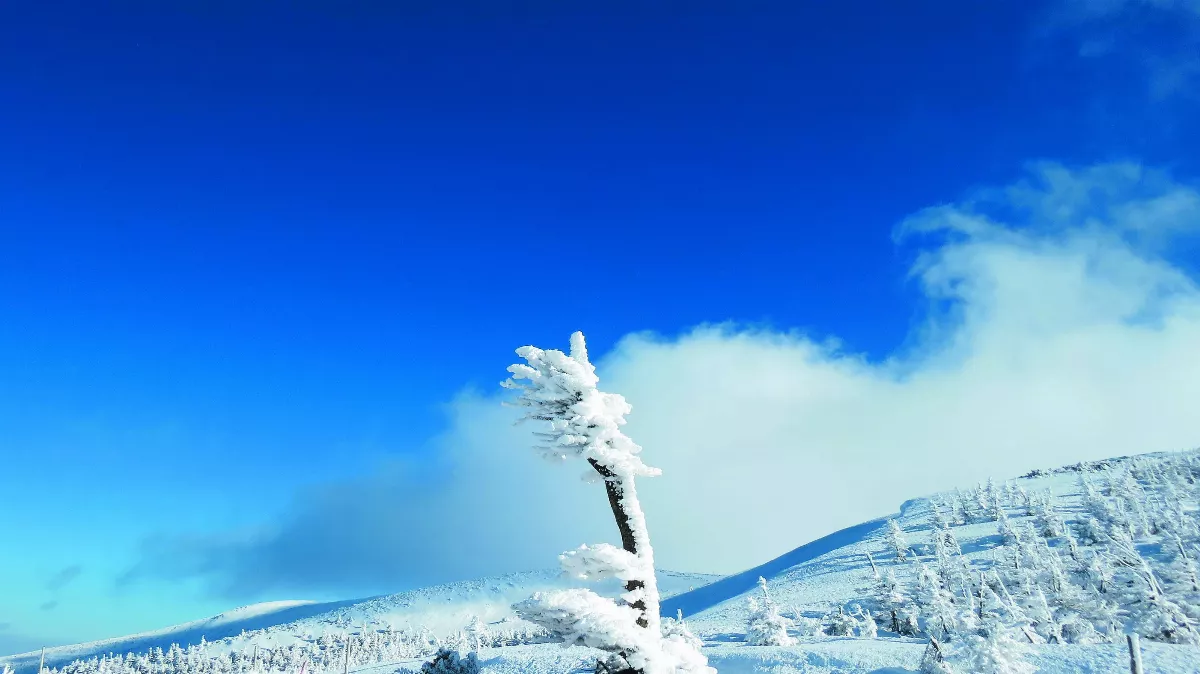 雪地