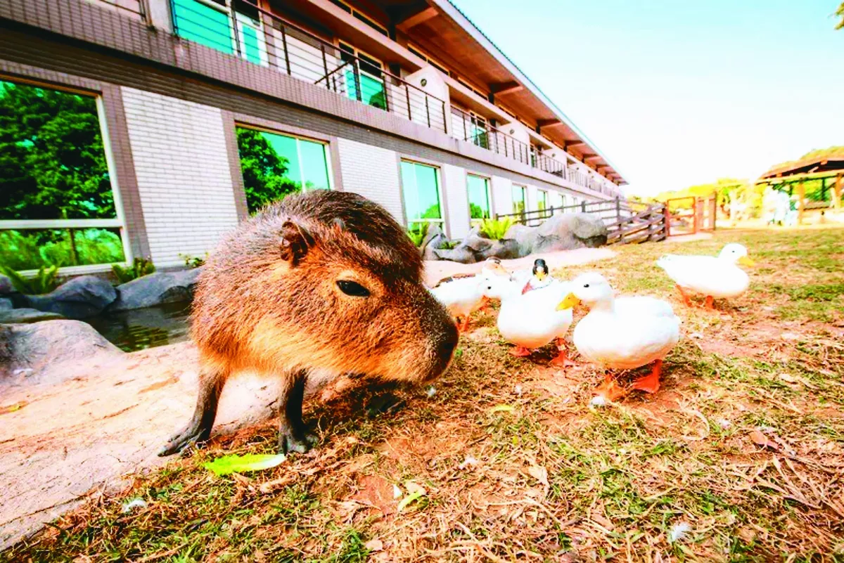 可愛水豚君  成超療癒動物
