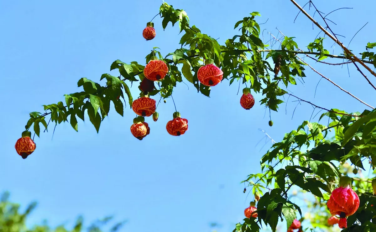 【人間好景】張燈結綵結好緣 