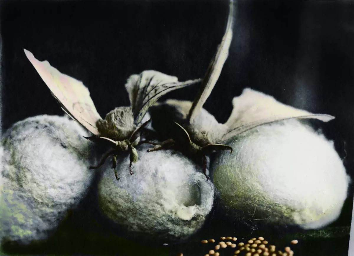 【時光走廊】福星台灣：台灣物產生態大觀 ( 16-9） 日本殖民：養蠶