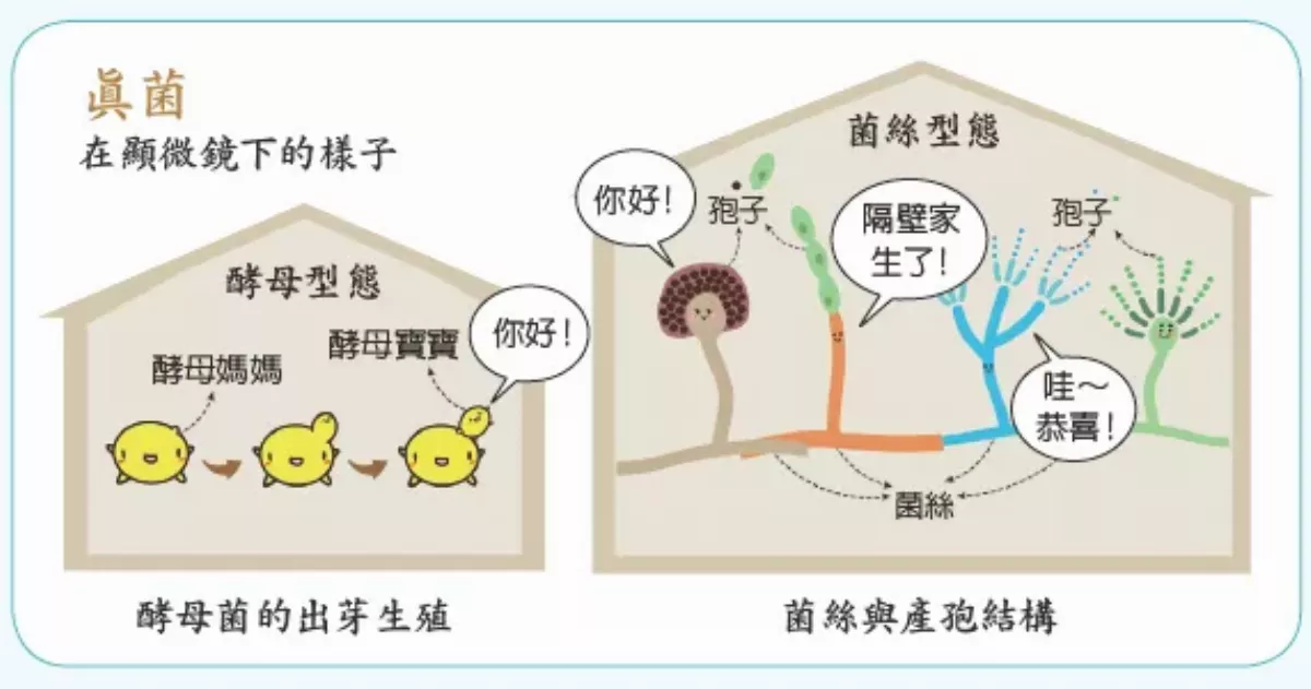 微生物 到底長什麼樣子？