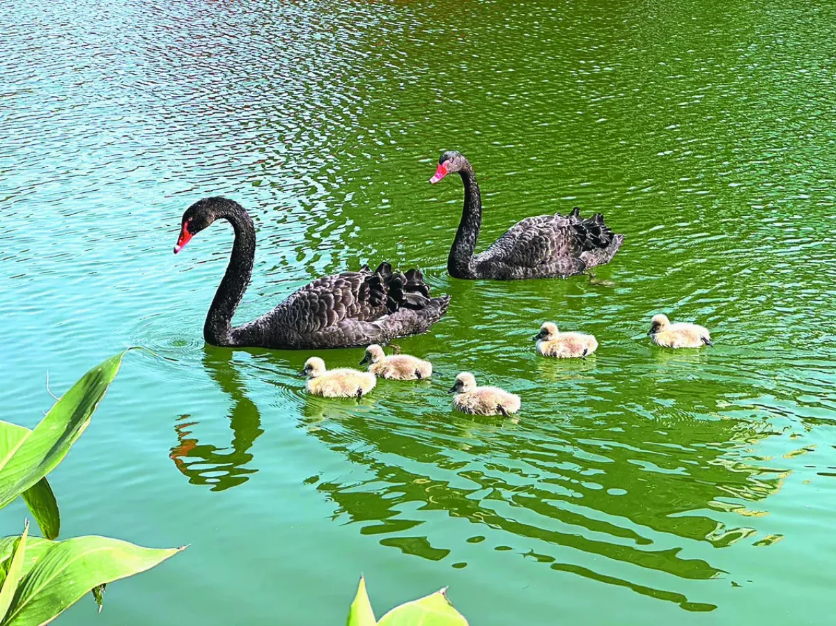 秋紅谷公園 小天鵝吸睛