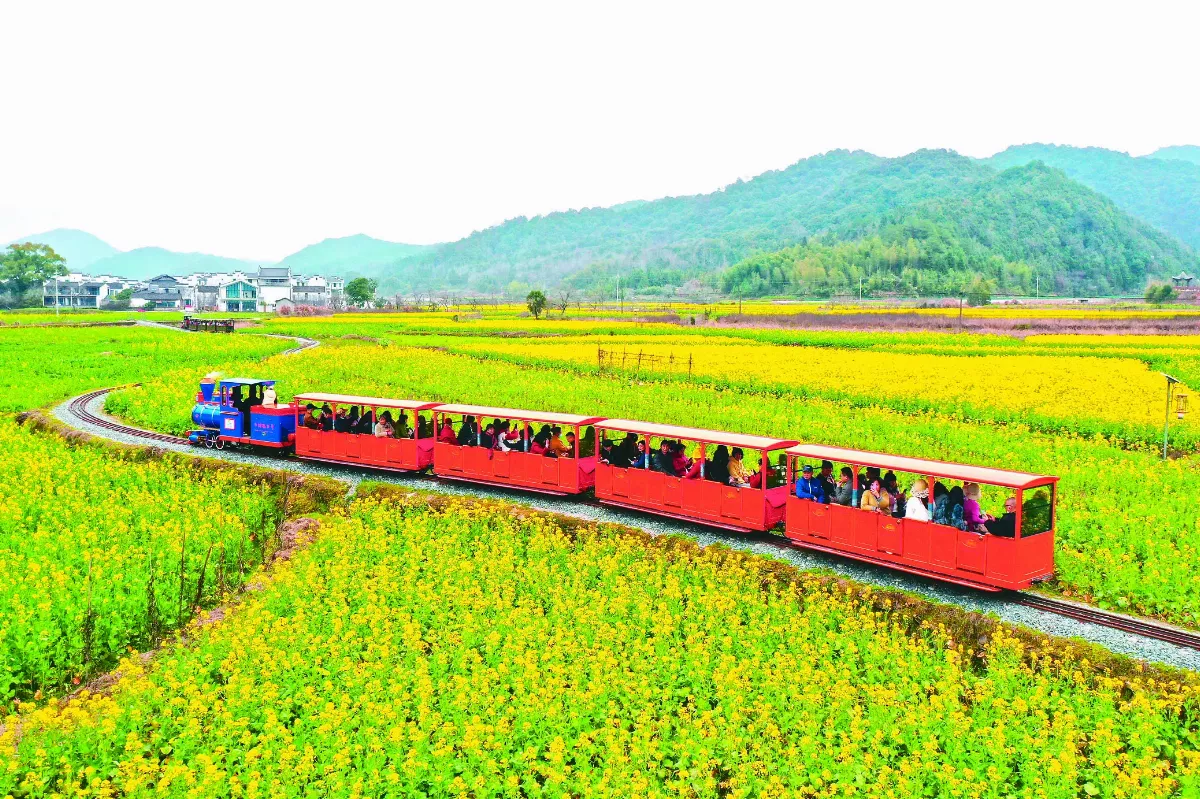 田園小火車  穿行油菜花田
