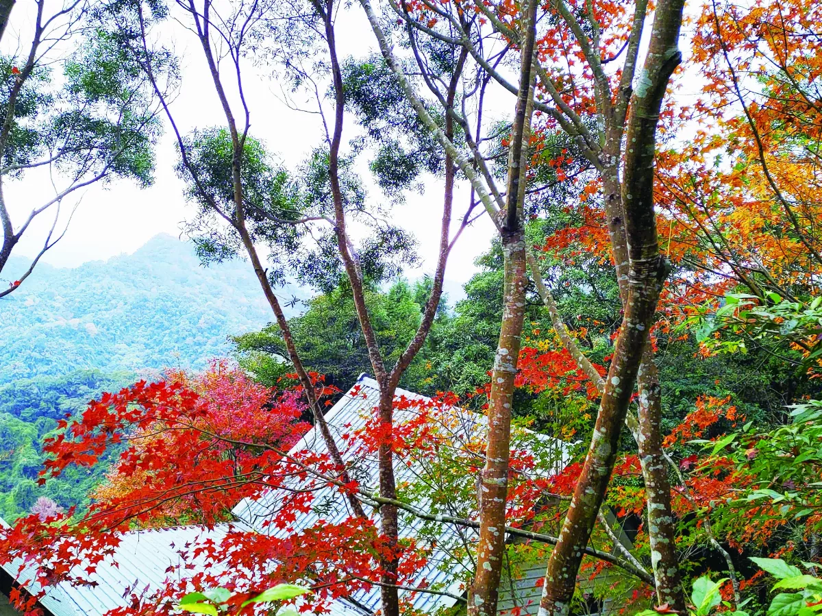 【山村生活】櫻花山莊的虎媽