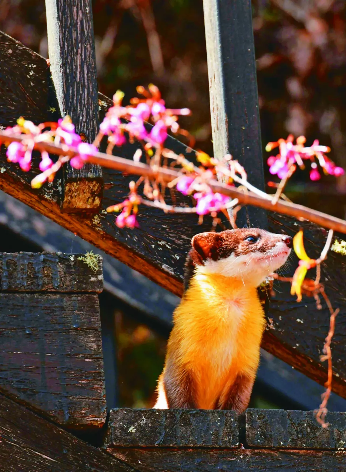 黃喉貂 穿梭山櫻花海