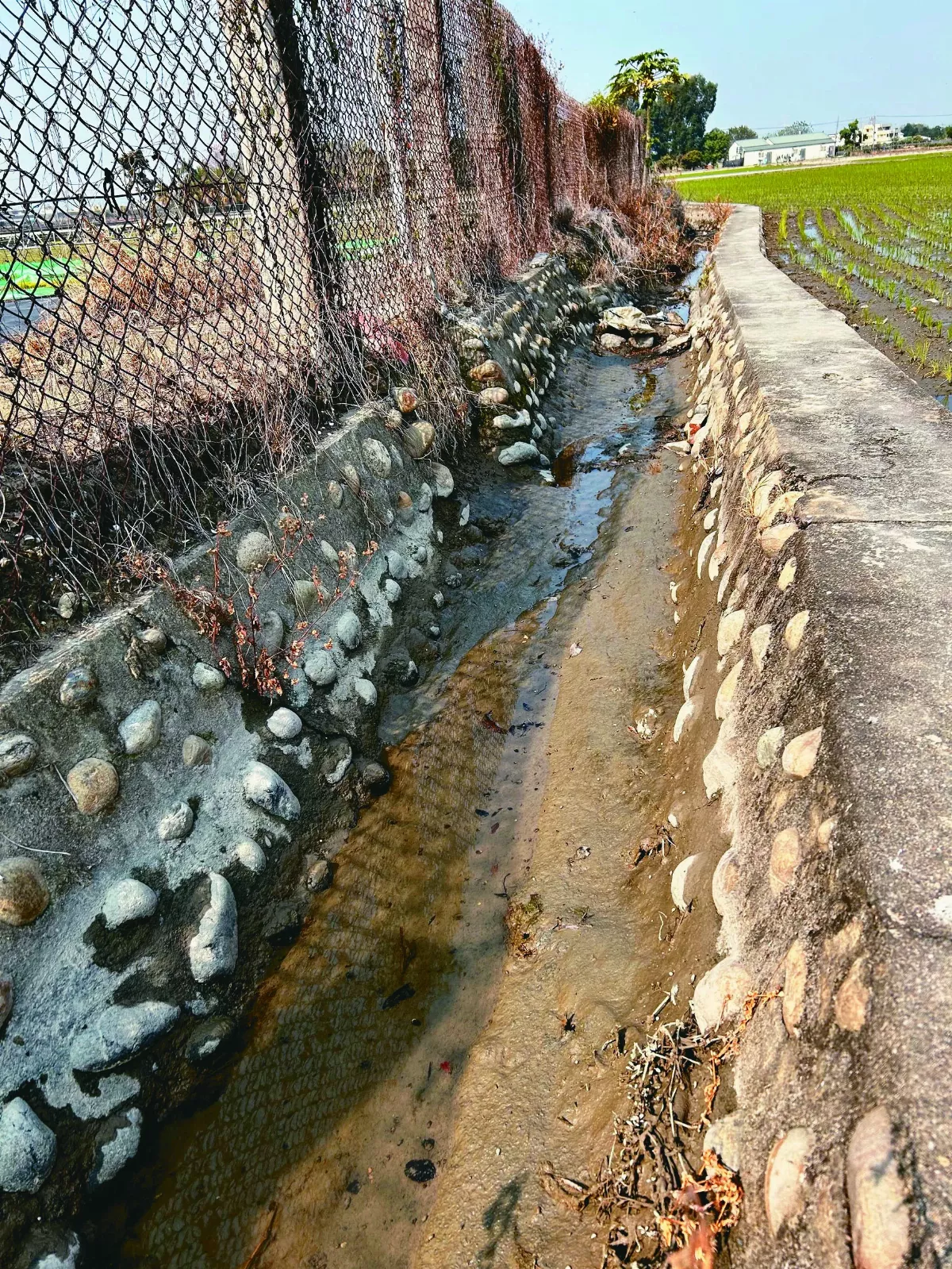 春耕沒水 霧峰1800公頃農田輪灌