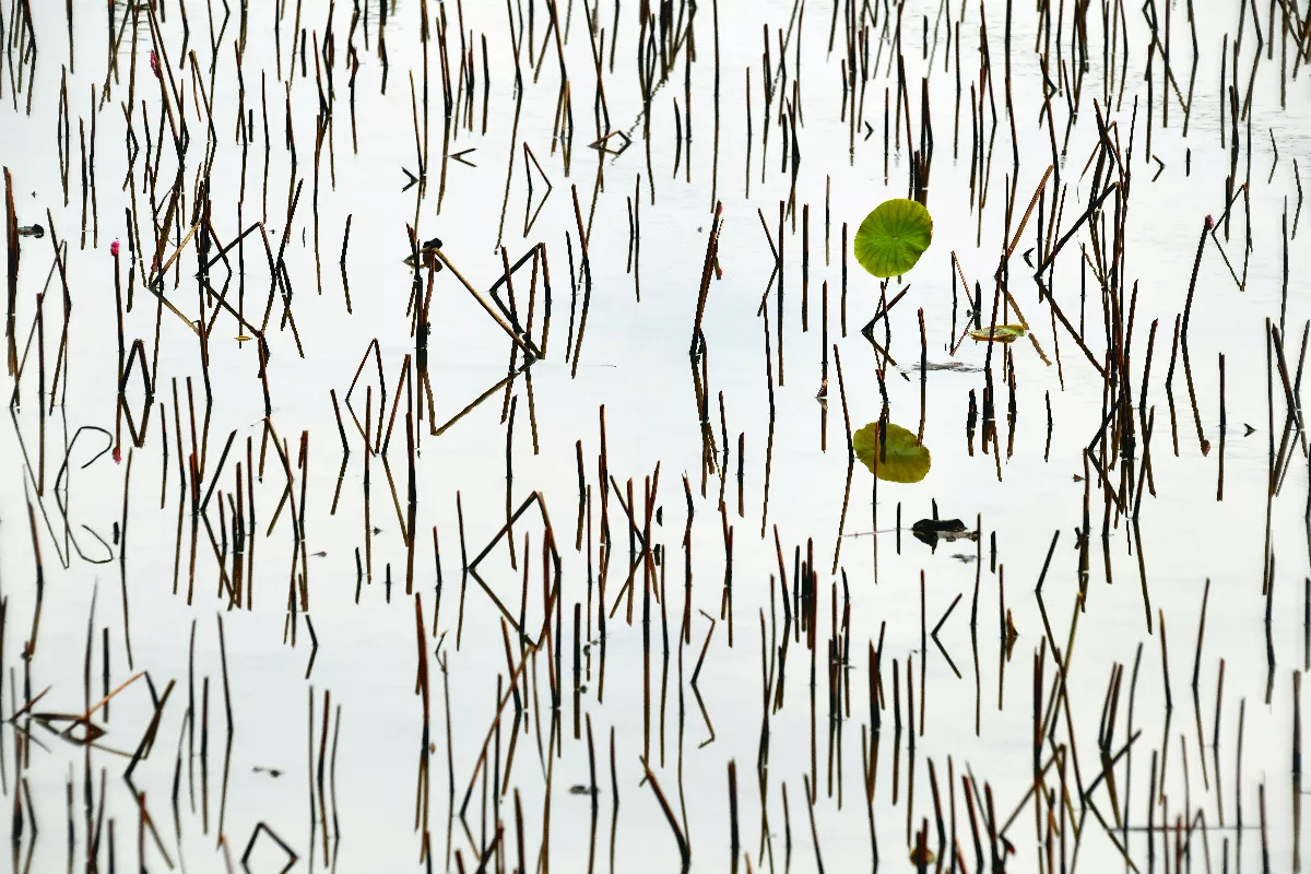 【遇見荷】夢在水面