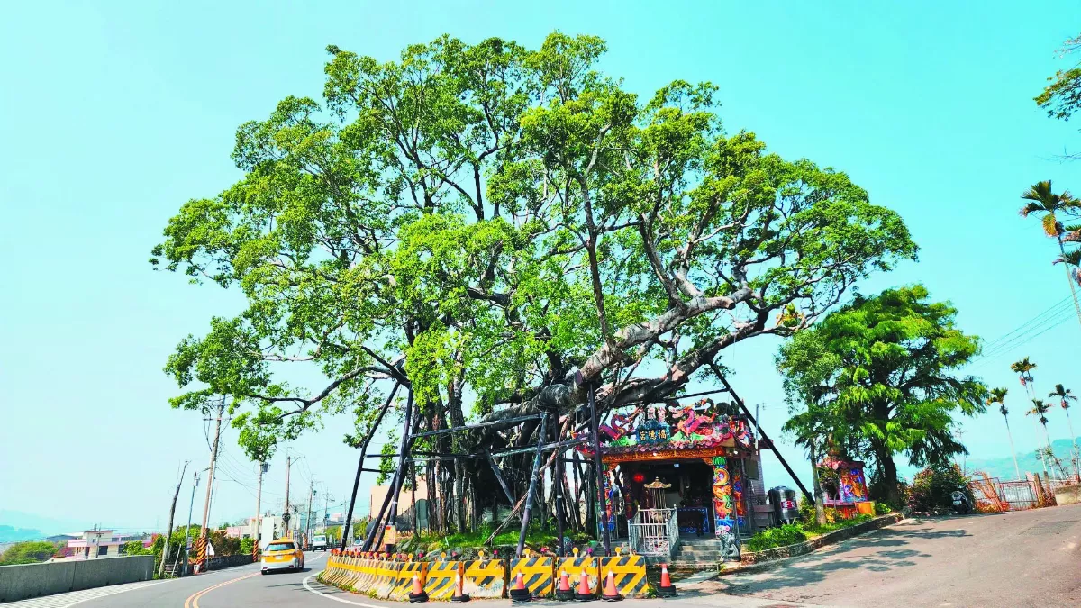 搶救老樹 永續土地記憶