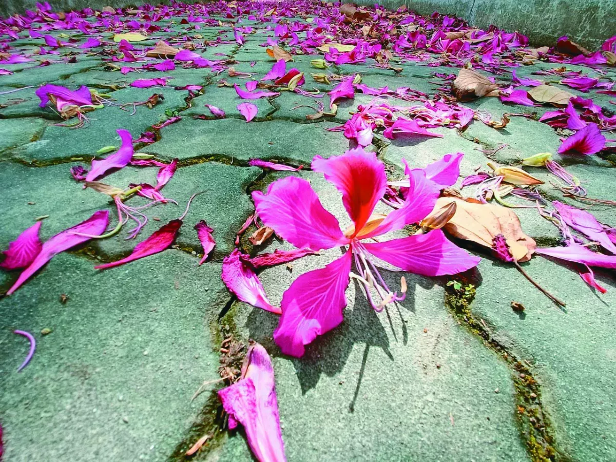 【詩】花徑
