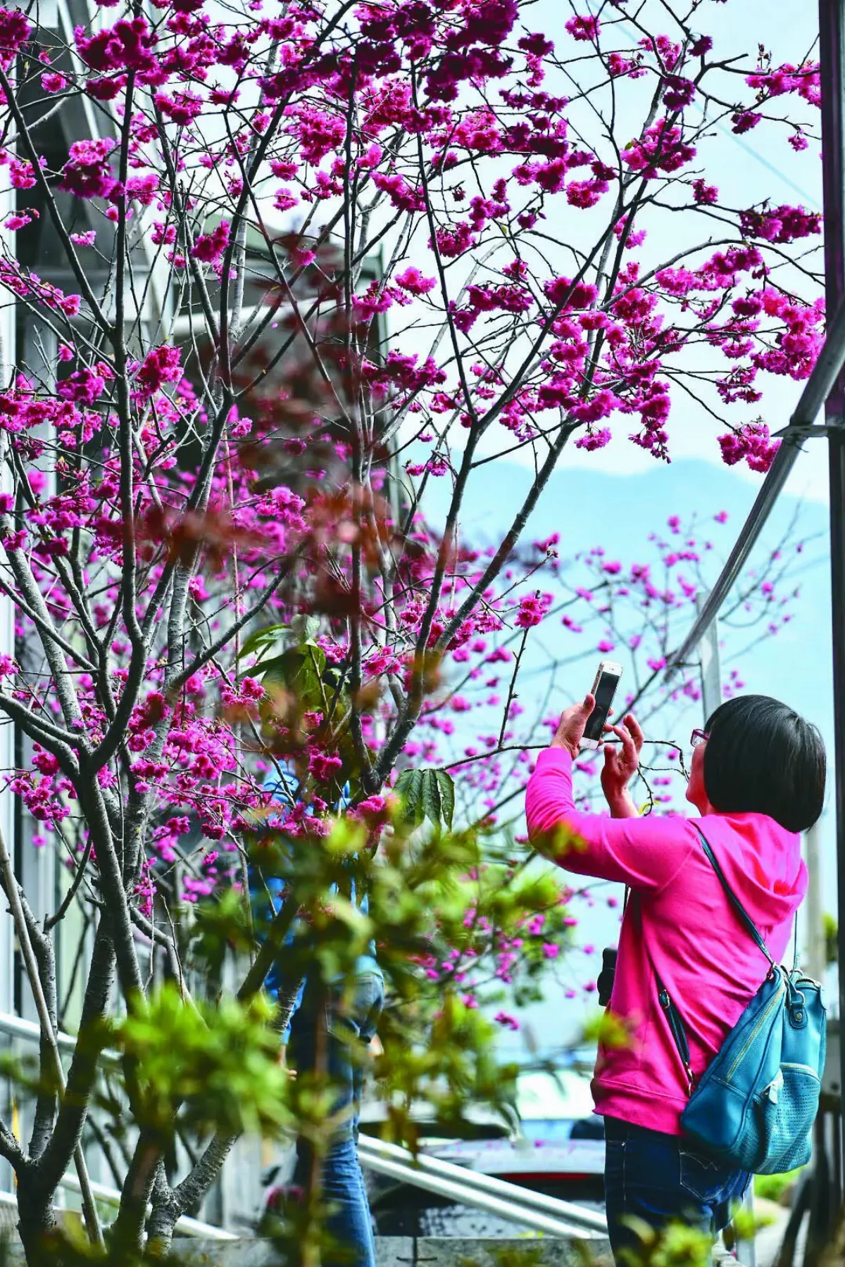 【印象旅人】霧台賞花健康走