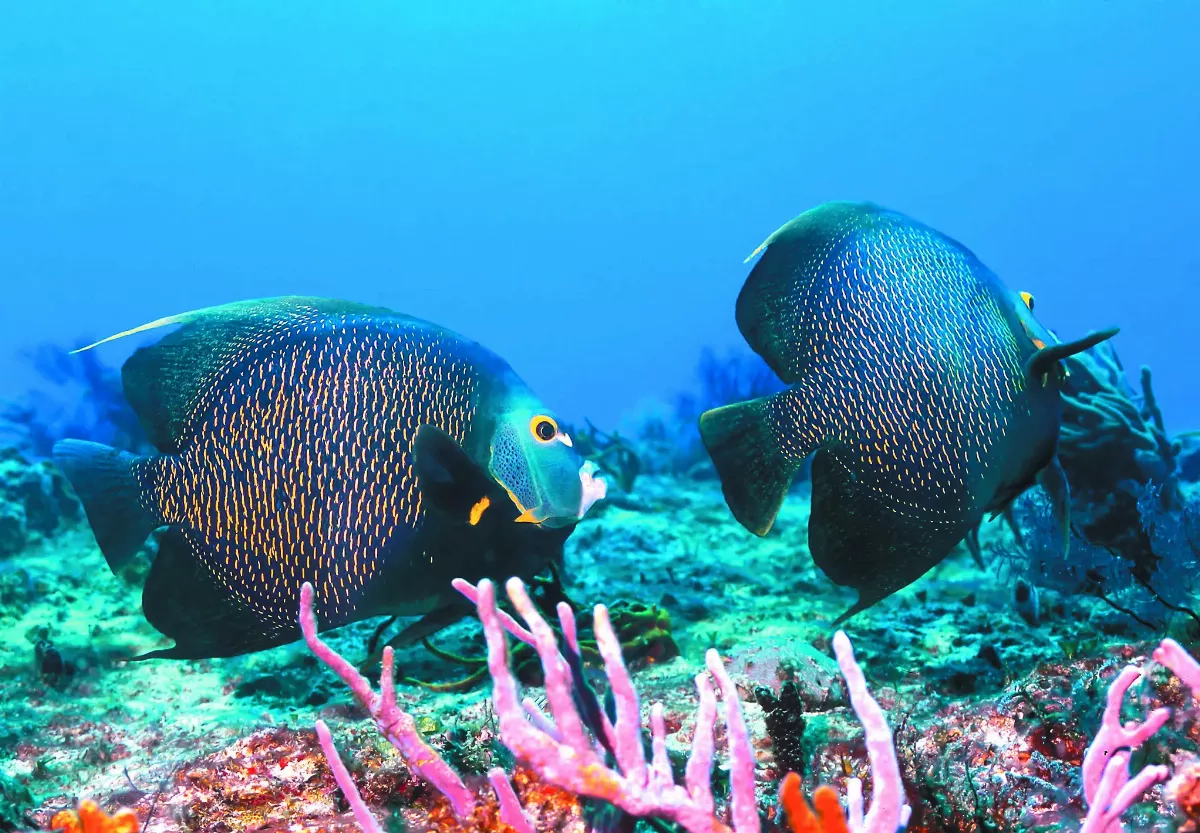 那些忠於愛情的動物