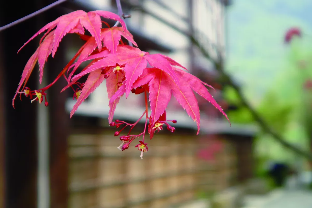 【佛法真義1佛法義理㉚】平常心