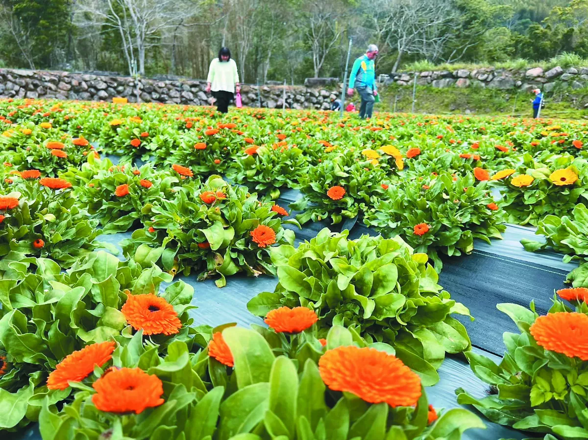 金盞花愈採愈開花  遊客成戰力
