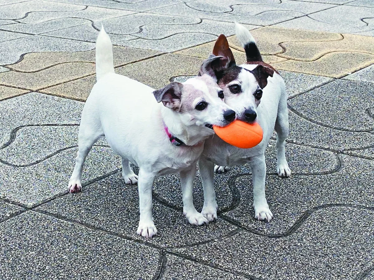 【生活快門】 哥倆好不相讓 