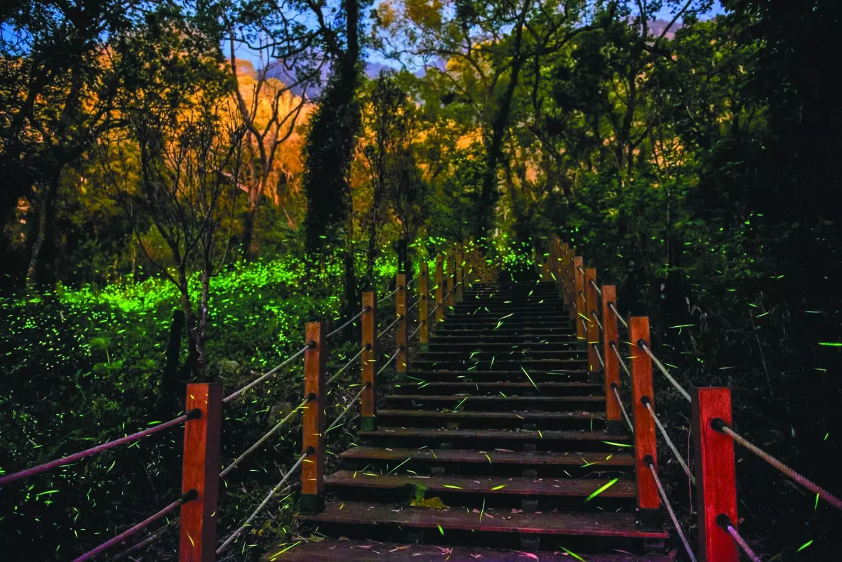 那瑪夏賞螢季 24日閃爍飛舞