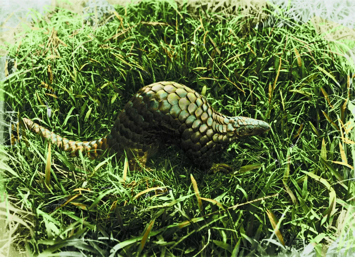 【時光走廊】福星台灣：台灣物產生態大觀 ( 16-12）    日本殖民：動植物