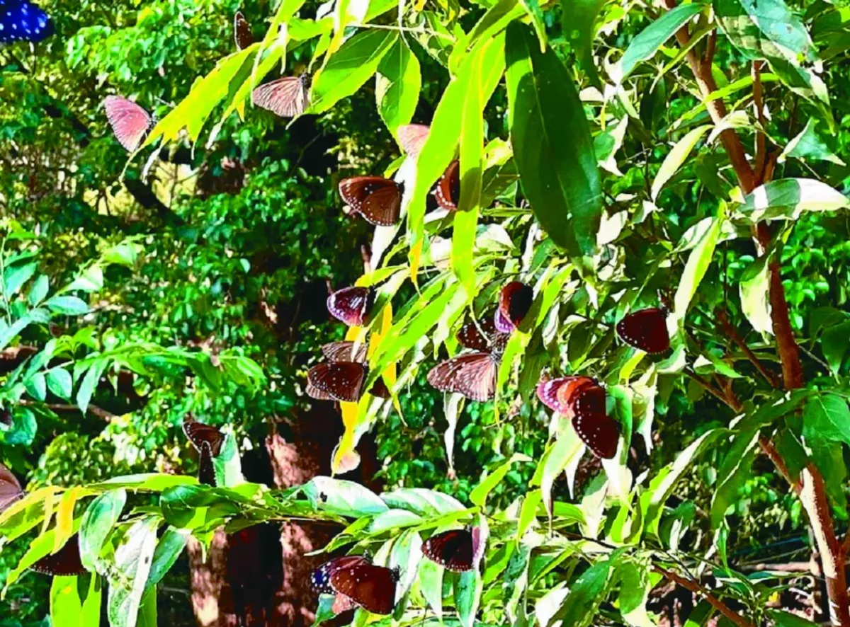 茂林生態公園 紫斑蝶群舞