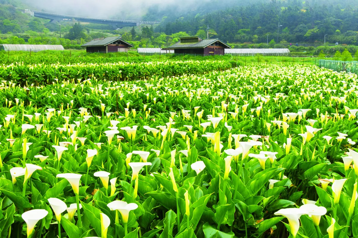 【海闊天空】清幽 繽紛 朝氣  北中海芋各具特色