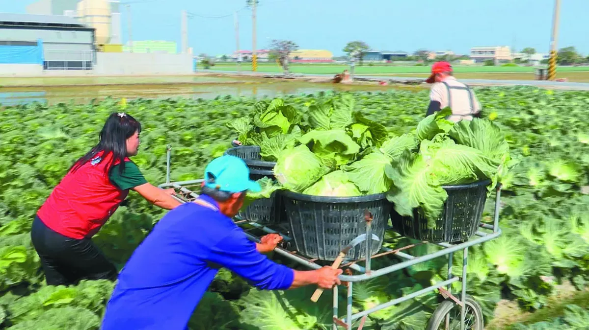 高麗菜豐收價跌 估10天後回穩