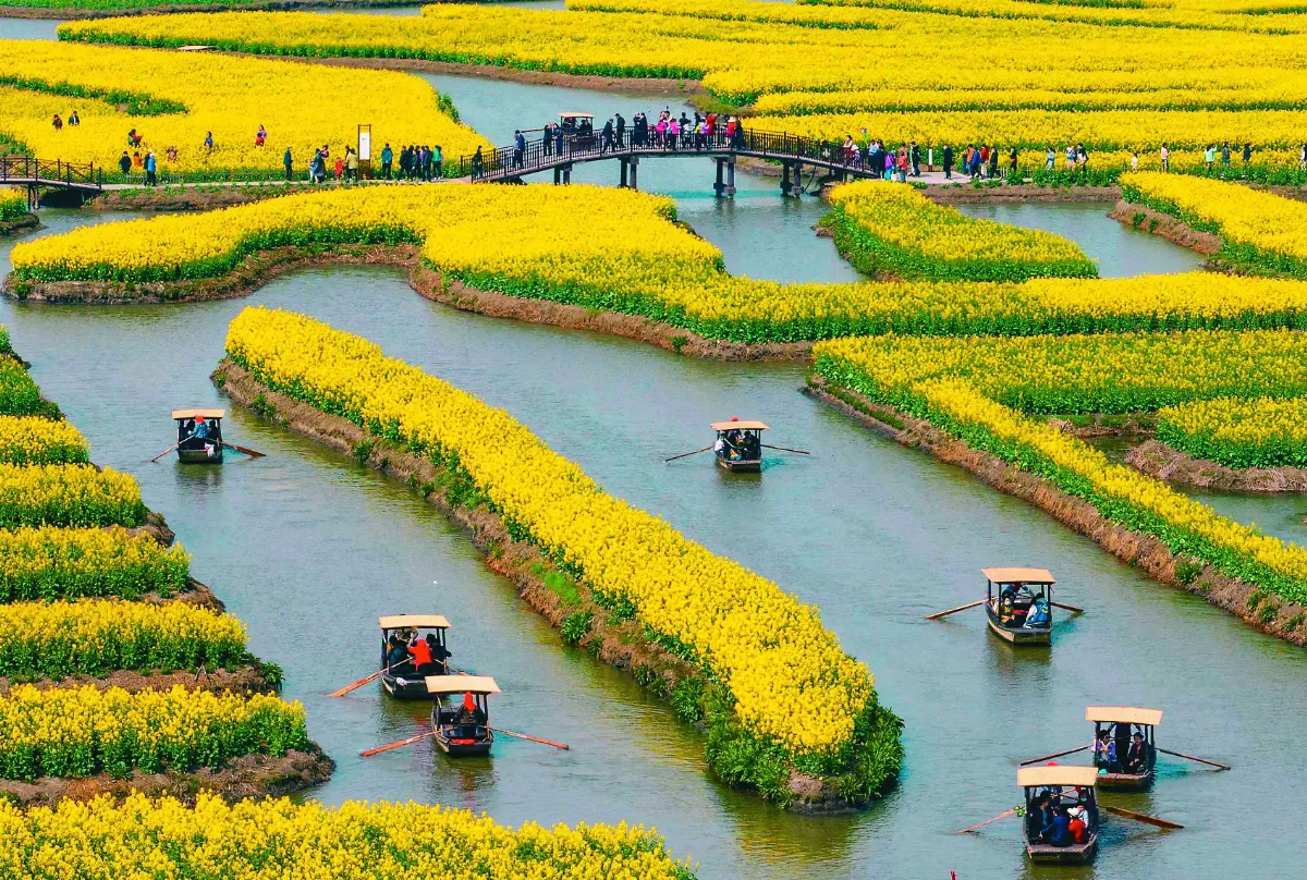 江蘇垛田 踏青賞花