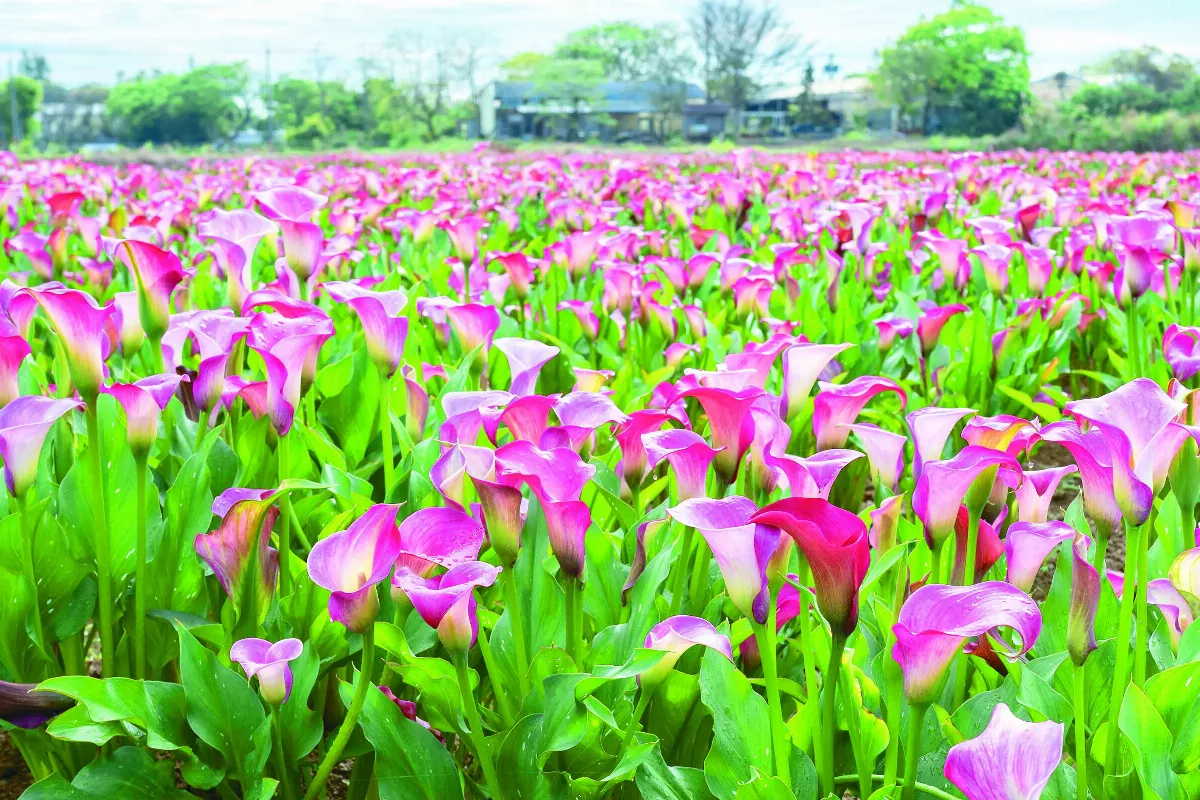 桃園海芋季  4 / 1展開綺芋