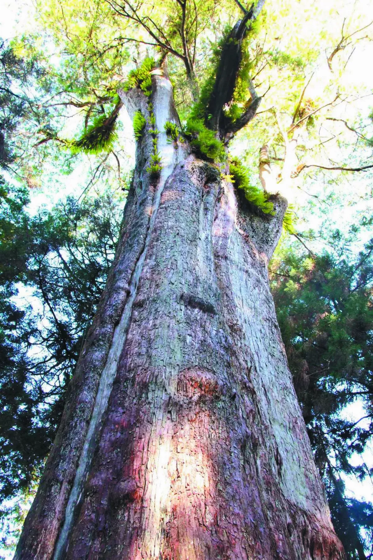 香林神木 變年輕了
