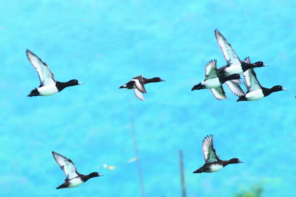 黑手鳥爸 助千隻傷鳥回歸自然