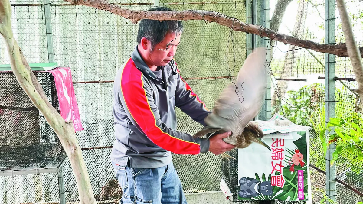 黑手鳥爸 助千隻傷鳥回歸自然